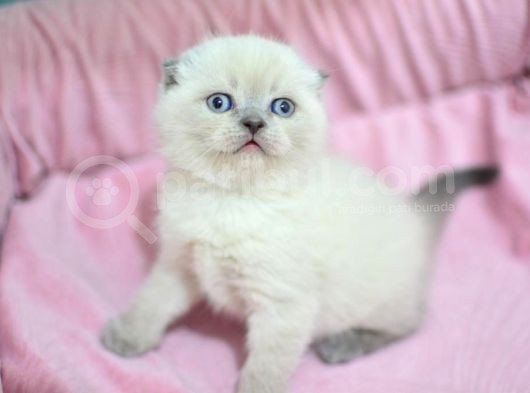 Pamuk Tüylü Blue Point Scottish Fold Yavrumuz