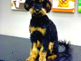 NADİR RENK PHANTOM ERKEK TOY POODLE 10 AYLIK