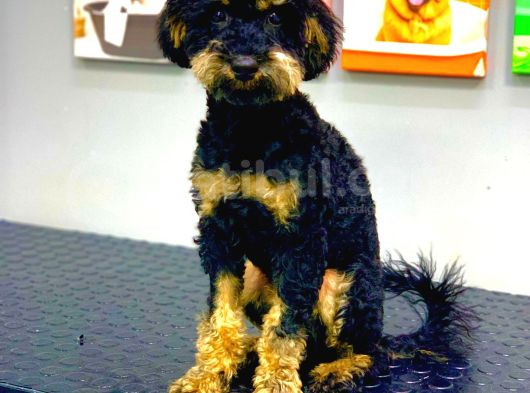 Nadi̇r Renk Phantom Erkek Toy Poodle 10 Aylik