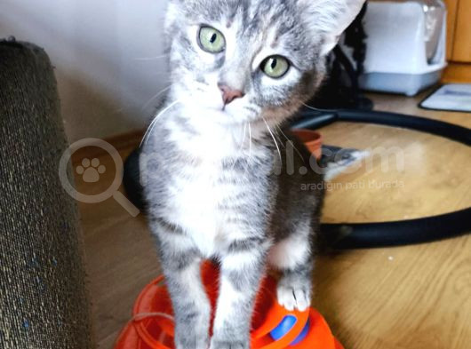 3 Aylık Sağlıklı Bebek Kediler görsel