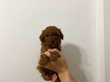 Şow Kalite Sağlık Irk Garantili Poodle Yavrularımız