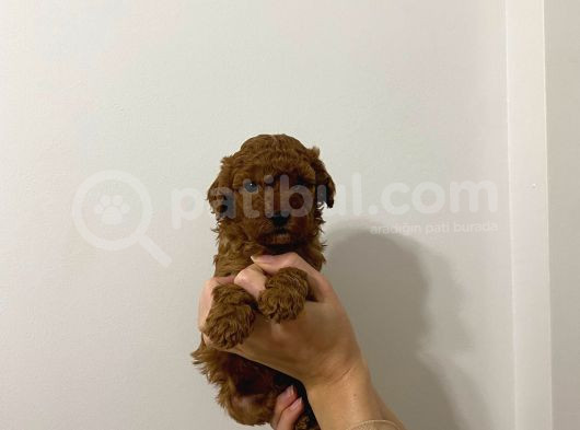 Şow Kalite Sağlık Irk Garantili Poodle Yavrularımız görsel