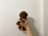 Show Kalite Sağlık Ve Irk Garantili Poodle Yavrularımız