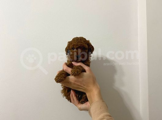 Şow Kalite Sağlık Irk Garantili Poodle Yavrularımız görsel