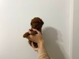Şow Kalite Sağlık Irk Garantili Poodle Yavrularımız