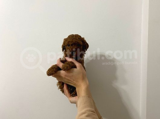 Şow Kalite Sağlık Irk Garantili Poodle Yavrularımız görsel