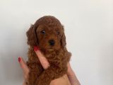 Şow kalite sağlık ırk garantili poodle yavrularımız