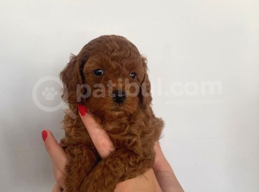 Şow Kalite Sağlık Irk Garantili Poodle Yavrularımız