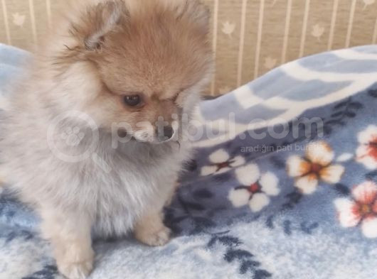 Pomerian Bebeğimiz görsel