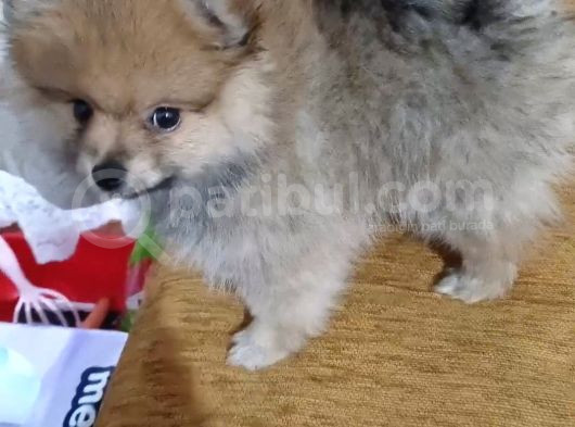 Pomerian Bebeğimiz görsel