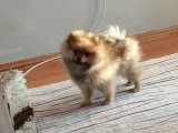 Pomerian bebeğimiz