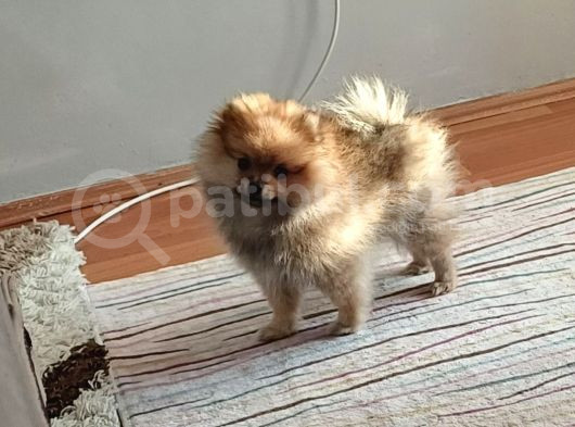 Pomerian Bebeğimiz