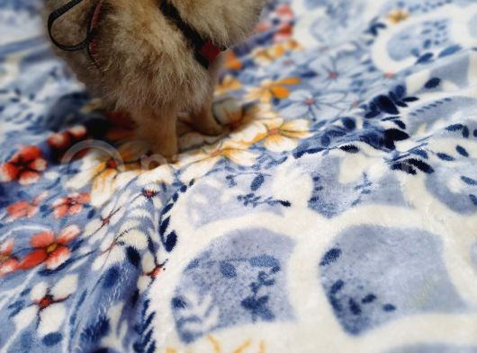 Pomerian Bebeğimiz görsel