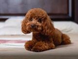 Safkan Toy Poodle Yavru Dişi