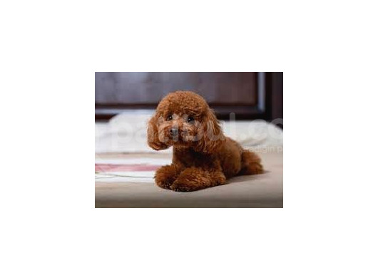 Safkan Toy Poodle Yavru Dişi görsel