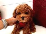 Safkan Toy Poodle Yavru Dişi
