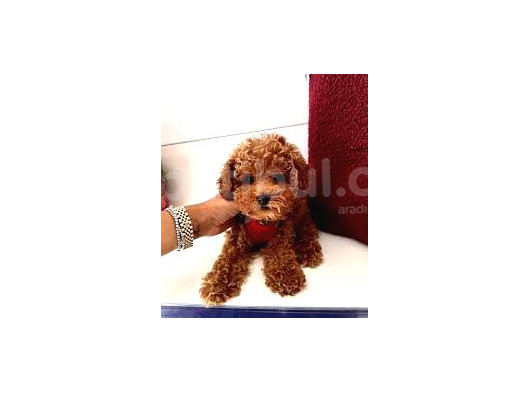 Safkan Toy Poodle Yavru Dişi görsel