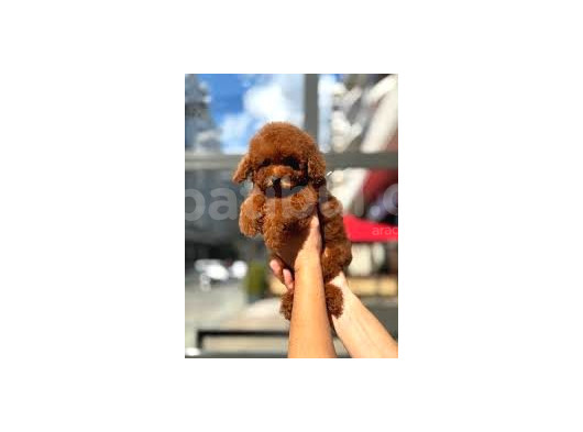 Safkan Toy Poodle Yavru Dişi görsel