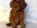 Safkan Toy Poodle Yavru dişi