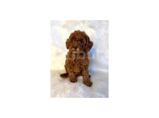 Safkan Toy Poodle Yavru Dişi