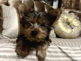 Çok Sevimli Yorkshire Terrier Yavru Erkek