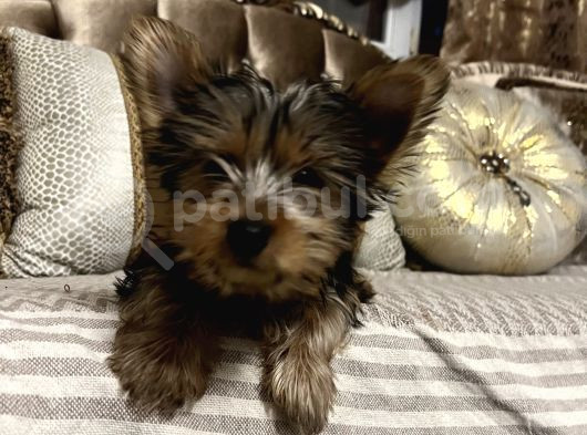 Çok Sevimli Yorkshire Terrier Yavru Erkek görsel