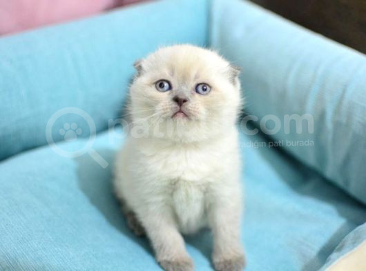 Pamuk Tüylü Blue Point Scottish Fold Yavrumuz görsel