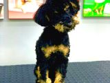 Nadi̇r Renk Phantom Erkek Toy Poodle 10 Aylik