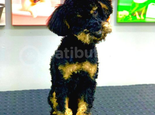 Nadi̇r Renk Phantom Erkek Toy Poodle 10 Aylik görsel
