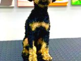 Nadi̇r Renk Phantom Erkek Toy Poodle 10 Aylik