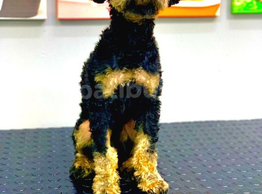 Nadi̇r Renk Phantom Erkek Toy Poodle 10 Aylik görsel