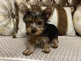 Çok Sevimli Yorkshire Terrier Yavru Erkek