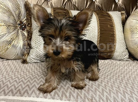 Çok Sevimli Yorkshire Terrier Yavru Erkek görsel