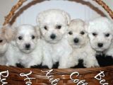 Maltesse Terrier Cinsi Mini Boy Puppy Kar Beyaz