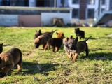 İrk Ve Saglik Garantili Malinois Yavrular