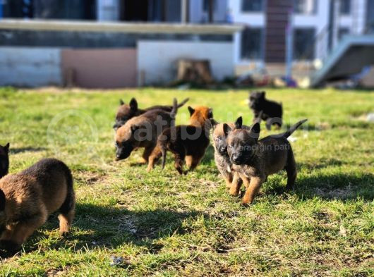 İrk Ve Saglik Garantili Malinois Yavrular görsel