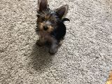 Çok Sevimli Yorkshire Terrier Yavru Erkek