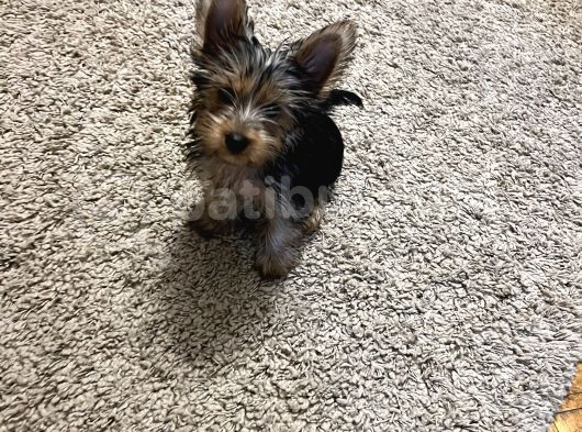 Çok Sevimli Yorkshire Terrier Yavru Erkek görsel