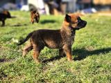 İrk ve saglik garantili malinois yavrular