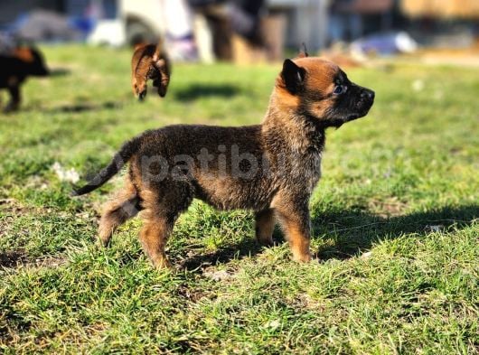 İrk Ve Saglik Garantili Malinois Yavrular