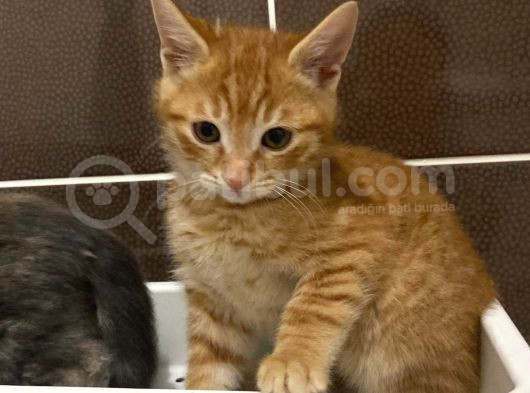 3 Aylık Sağlıklı Bebek Kediler görsel