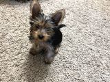 Çok Sevimli Yorkshire Terrier Yavru Erkek