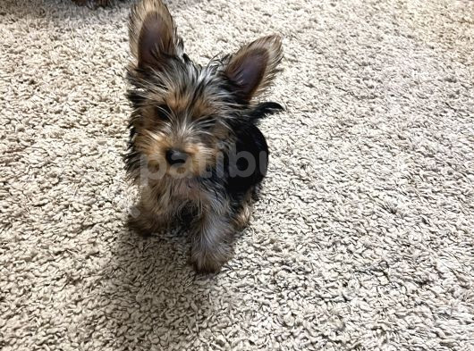 Çok Sevimli Yorkshire Terrier Yavru Erkek görsel