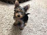 Çok sevimli Yorkshire terrier yavru erkek