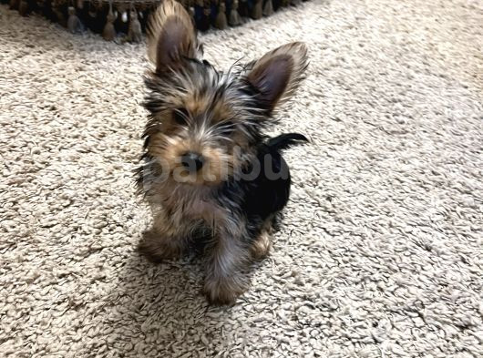 Çok Sevimli Yorkshire Terrier Yavru Erkek