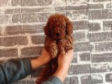 Tooy poodle cinsi yavrular Dişi erkek mevcuttur