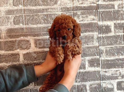 Tooy Poodle Cinsi Yavrular Dişi Erkek Mevcuttur