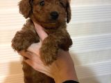 TOY POODLE YAVRULAR