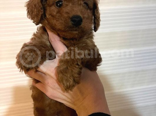 Toy Poodle Yavrular