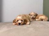 Maltipoo bebeklerim